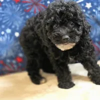 Olsen, a male Poodle - Toy  for sale in West Plains, MO – 2 of 10