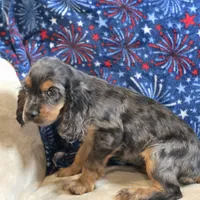 Star, a female Cocker Spaniel for sale in West Plains, MO – 6 of 6