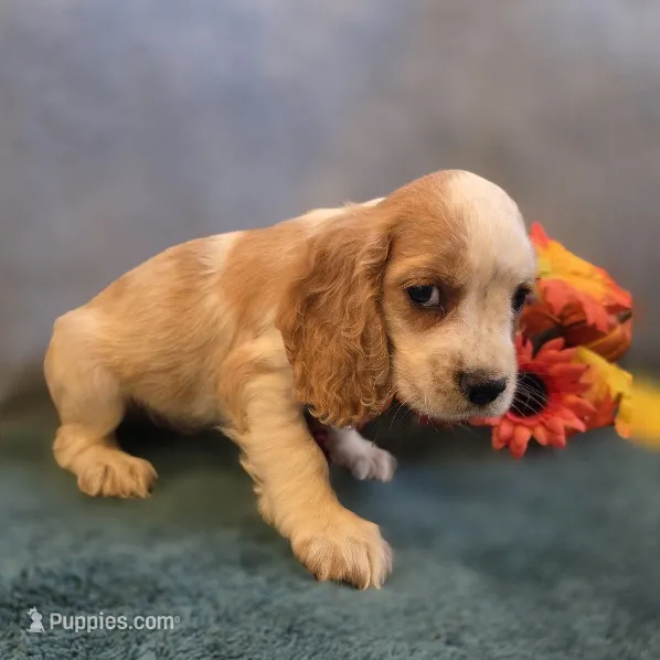 Enzo – Cocker Spaniel puppy for sale in West Plains, MO