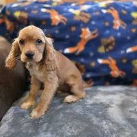 Peaches , a female Cocker Spaniel for sale in West Plains, MO – 2 of 10