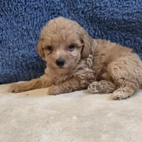 Jasper, a male Poodle - Toy  for sale in West Plains, MO – 2 of 7