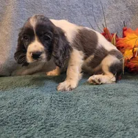 Banjo, a male Cocker Spaniel for sale in West Plains, MO – 5 of 6
