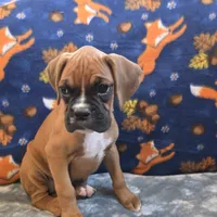 Pearl, a female Boxer for sale in West Plains, MO – 2 of 10