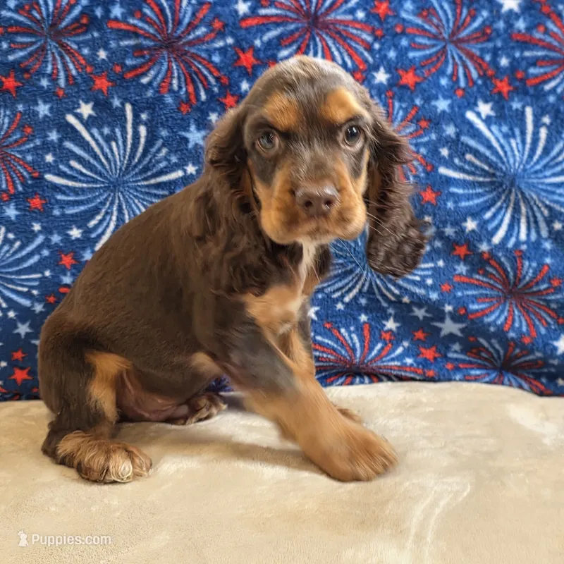 Bentley – Cocker Spaniel puppy for sale in West Plains, MO