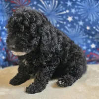 Olsen, a male Poodle - Toy  for sale in West Plains, MO – 5 of 10