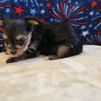 Queen , a female Yorkshire Terrier for sale in West Plains, MO – 4 of 7