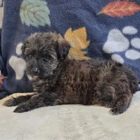 Sage, a female Yorkipoo and Poodle - Toy  for sale in West Plains, MO – 6 of 6