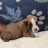 Carmine, a female Boxer for sale in West Plains, MO – 5 of 5