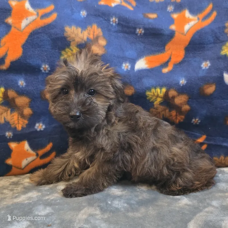 Sage – Yorkipoo, Poodle - Toy  puppy for sale in West Plains, MO