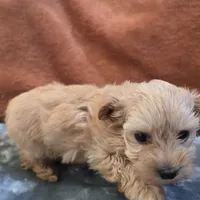 Biscuit, a male Yorkipoo for sale in West Plains, MO – 6 of 6