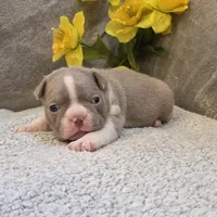 Fantashia, a female Boston Terrier for sale in West Plains, MO – 3 of 5