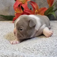 Fantashia, a female Boston Terrier for sale in West Plains, MO – 4 of 5