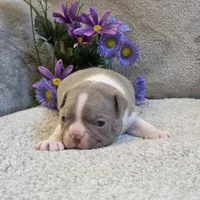 Fantashia, a female Boston Terrier for sale in West Plains, MO – 2 of 5
