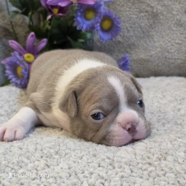 Fantashia – Boston Terrier puppy for sale in West Plains, MO