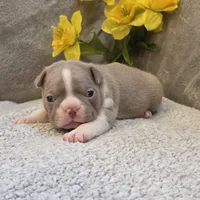 Fantashia, a female Boston Terrier for sale in West Plains, MO – 5 of 5