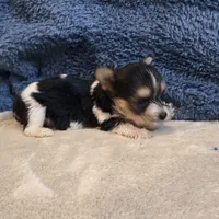 Ginger, a female Yorkshire Terrier for sale in West Plains, MO – 3 of 7