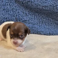 Fiona, a female Shorkie for sale in West Plains, MO – 4 of 7