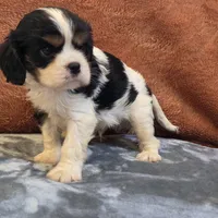 Hank, a male Cavalier King Charles Spaniel for sale in West Plains, MO – 2 of 6