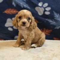 Peaches , a female Cocker Spaniel for sale in West Plains, MO – 6 of 6
