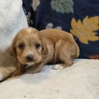 Pebbles, a female Cocker Spaniel for sale in West Plains, MO – 4 of 6