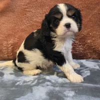Hank, a male Cavalier King Charles Spaniel for sale in West Plains, MO – 3 of 6