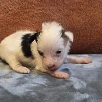 Puddin, a female Yorkipoo for sale in West Plains, MO – 3 of 5