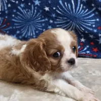 Pete, a male Cavalier King Charles Spaniel for sale in West Plains, MO – 2 of 8