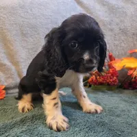 Buffy, a female Cocker Spaniel for sale in West Plains, MO – 5 of 6
