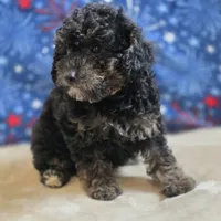 Reta, a female Poodle - Toy  for sale in West Plains, MO – 4 of 10