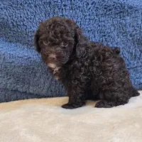 Azara, a female Poodle - Toy  for sale in West Plains, MO – 4 of 7