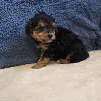 Buttons, a male Poodle - Toy  for sale in West Plains, MO – 6 of 7