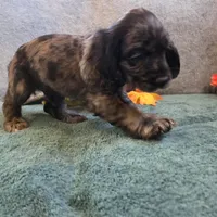 Jagger, a male Cocker Spaniel for sale in West Plains, MO – 3 of 6