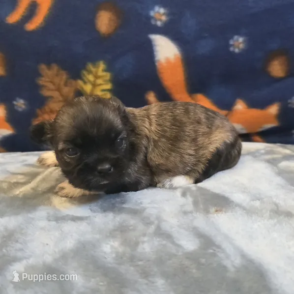 Rain – Shih Tzu puppy for sale in West Plains, MO