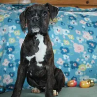 Gypsie, a female Boxer for sale in West Plains, MO – Photo 1 of 10