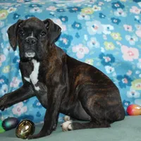 Gypsie, a female Boxer for sale in West Plains, MO – Photo 3 of 10