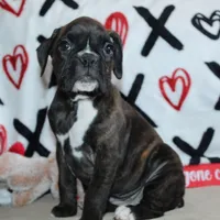 Gypsie, a female Boxer for sale in West Plains, MO – Photo 9 of 10