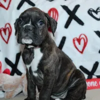Gypsie, a female Boxer for sale in West Plains, MO – Photo 7 of 10