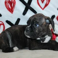 Gypsie, a female Boxer for sale in West Plains, MO – Photo 10 of 10