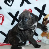 Gypsie, a female Boxer for sale in West Plains, MO – Photo 6 of 10