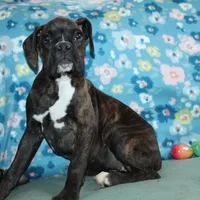 Gypsie, a female Boxer for sale in West Plains, MO – Photo 4 of 10