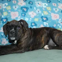 Gypsie, a female Boxer for sale in West Plains, MO – Photo 2 of 10