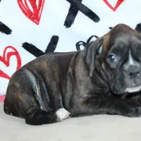 Gypsie, a female Boxer for sale in West Plains, MO – Photo 8 of 10