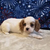 Will, a male Cavalier King Charles Spaniel for sale in West Plains, MO – 3 of 7