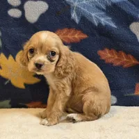 Peaches , a female Cocker Spaniel for sale in West Plains, MO – 3 of 6