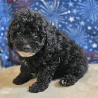 Olsen, a male Poodle - Toy  for sale in West Plains, MO – 3 of 10