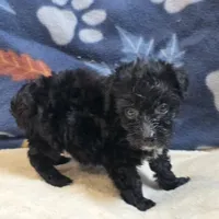 Freya, a female Yorkipoo and Poodle - Toy  for sale in West Plains, MO – 4 of 6