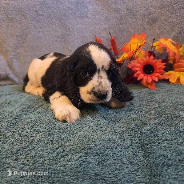 Axel – Cocker Spaniel puppy for sale in West Plains, MO