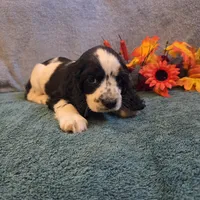 Axel, a male Cocker Spaniel for sale in West Plains, MO – 1 of 6