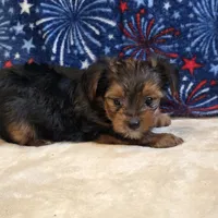 Ryker, a male Yorkshire Terrier for sale in West Plains, MO – 4 of 5
