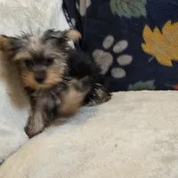 Queen, a female Yorkshire Terrier for sale in West Plains, MO – 8 of 10